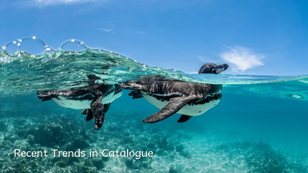 Recent Trends in Catalogue